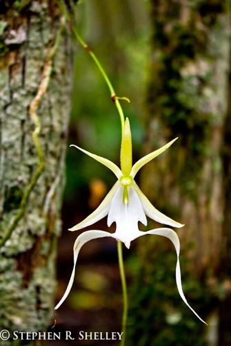 Ghost Orchid, photographed in the  Fakahatchee.