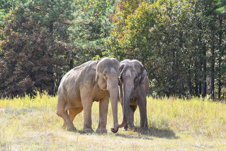 Hohenwald Elephant Sanctuary Past Issues Southernexposuremagazine Com
