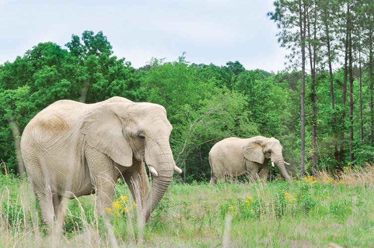 Sukari and Tange — African elephants