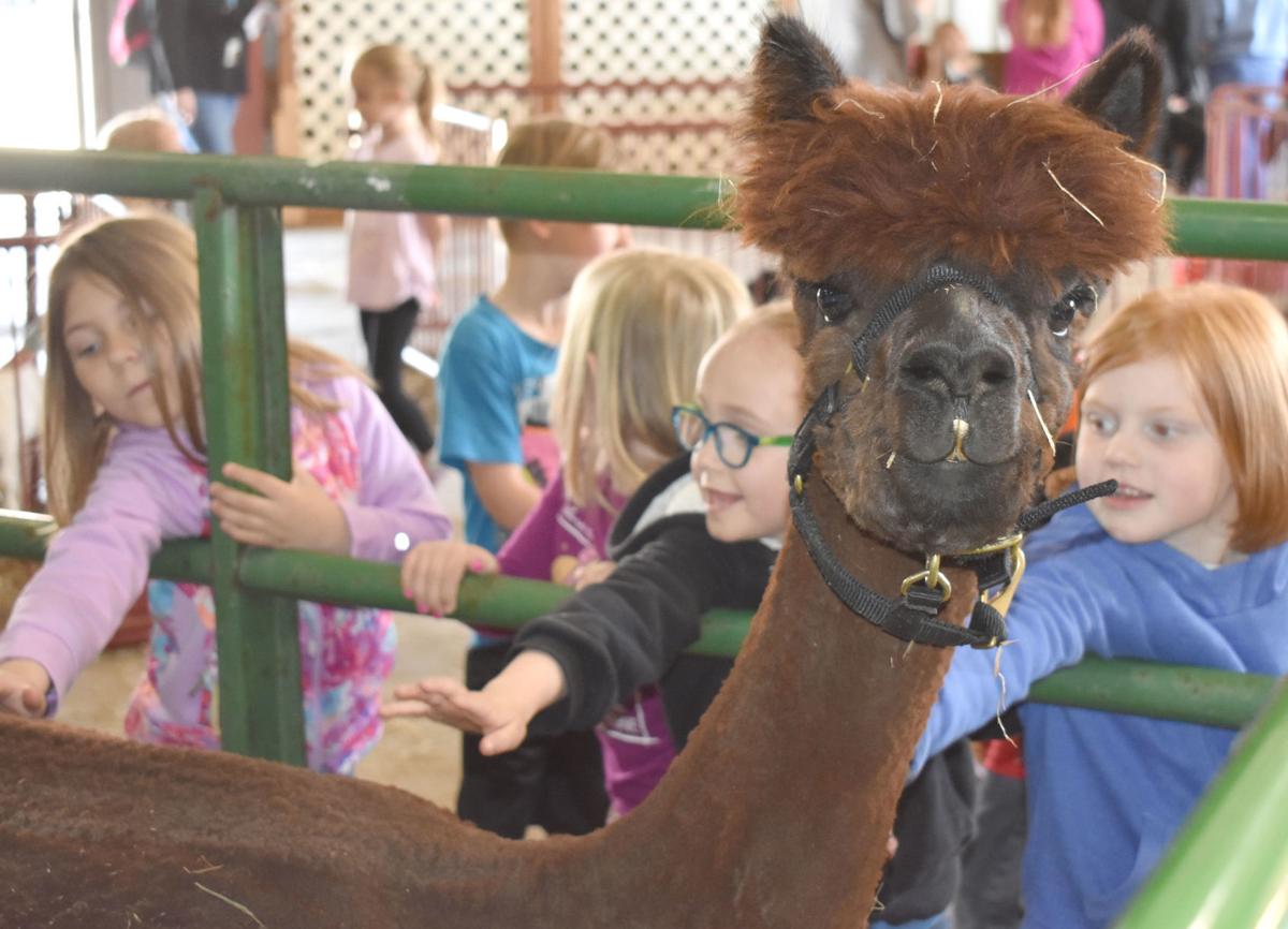 GALLERY FFA exposes TCU students to baby farm animals News GALLERY FFA exposes TCU students to baby farm animals News