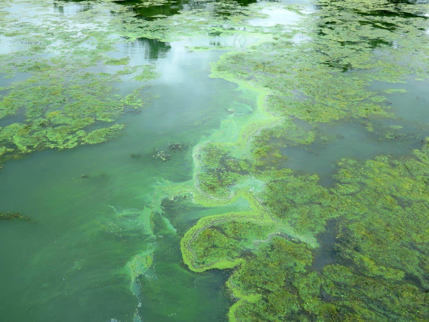 Hot weather fuels early algae blooms on Minnesota lakes State