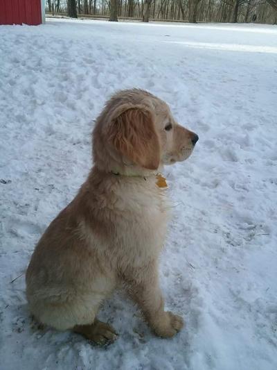 With One Still Missing Another Shot Owner Calls Dogs Disappearance Suspicious News Southernminn Com