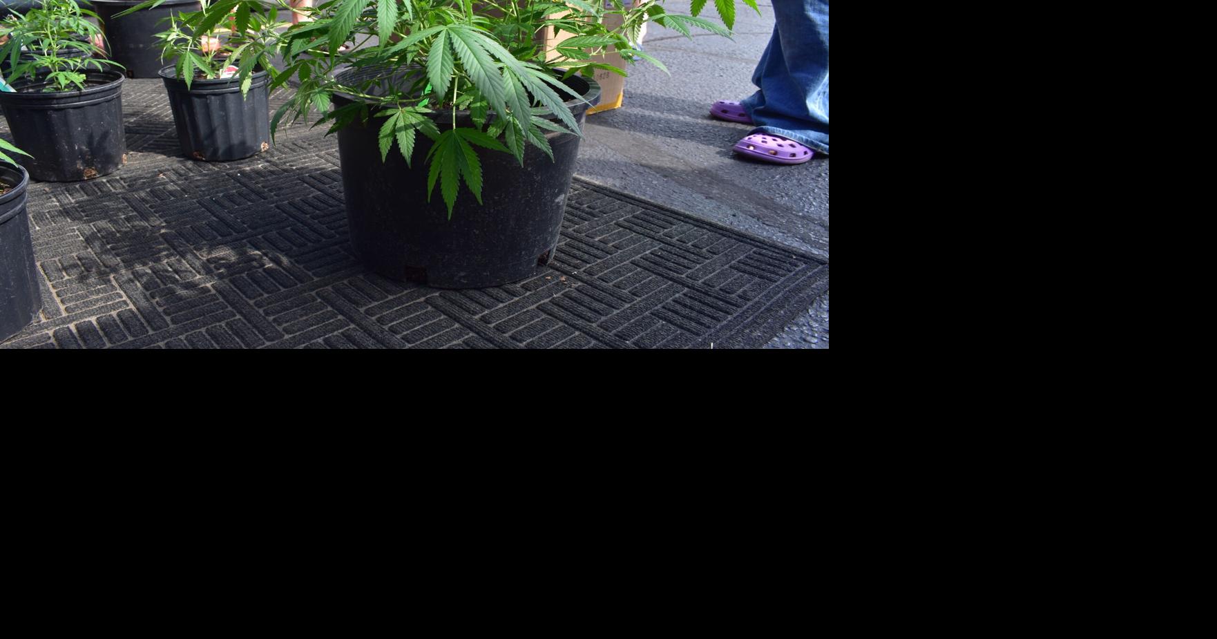 Waseca County commissioners vote to prohibit the use of cannabinoids in