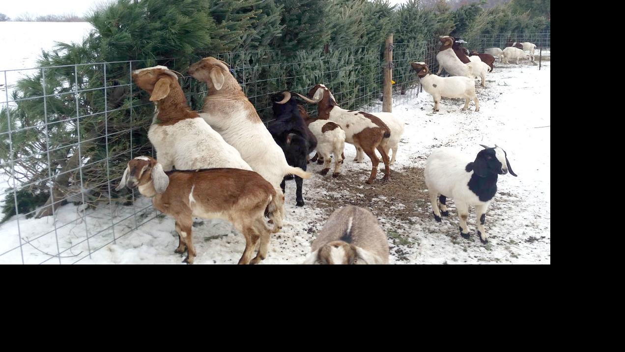 Donate Your Christmas Tree To Faribault Goats Community