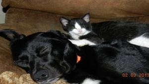 Faribault S Safe Sanctuary Opens Homes To Cats News