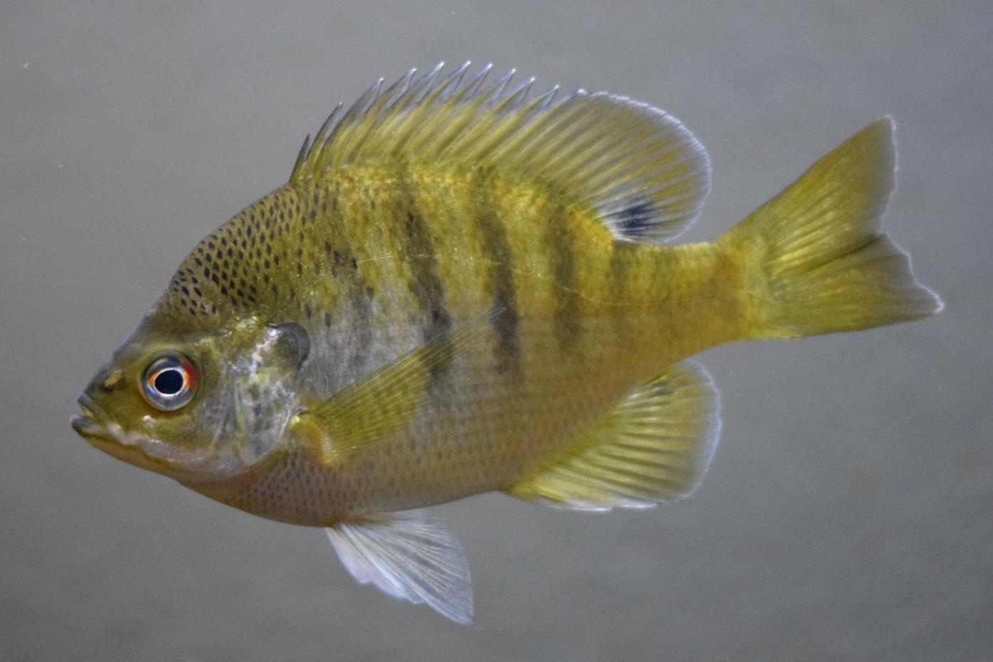 Special bluegill regs could be coming to six Kandiyohi Lakes - West Central  Tribune