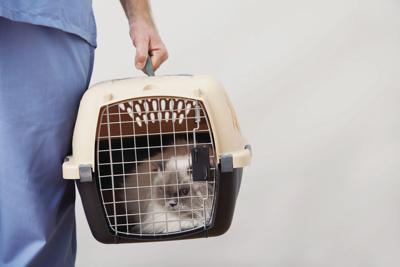 Fewer Feline Rescues In Faribault A Problem For Growing Feral Cat