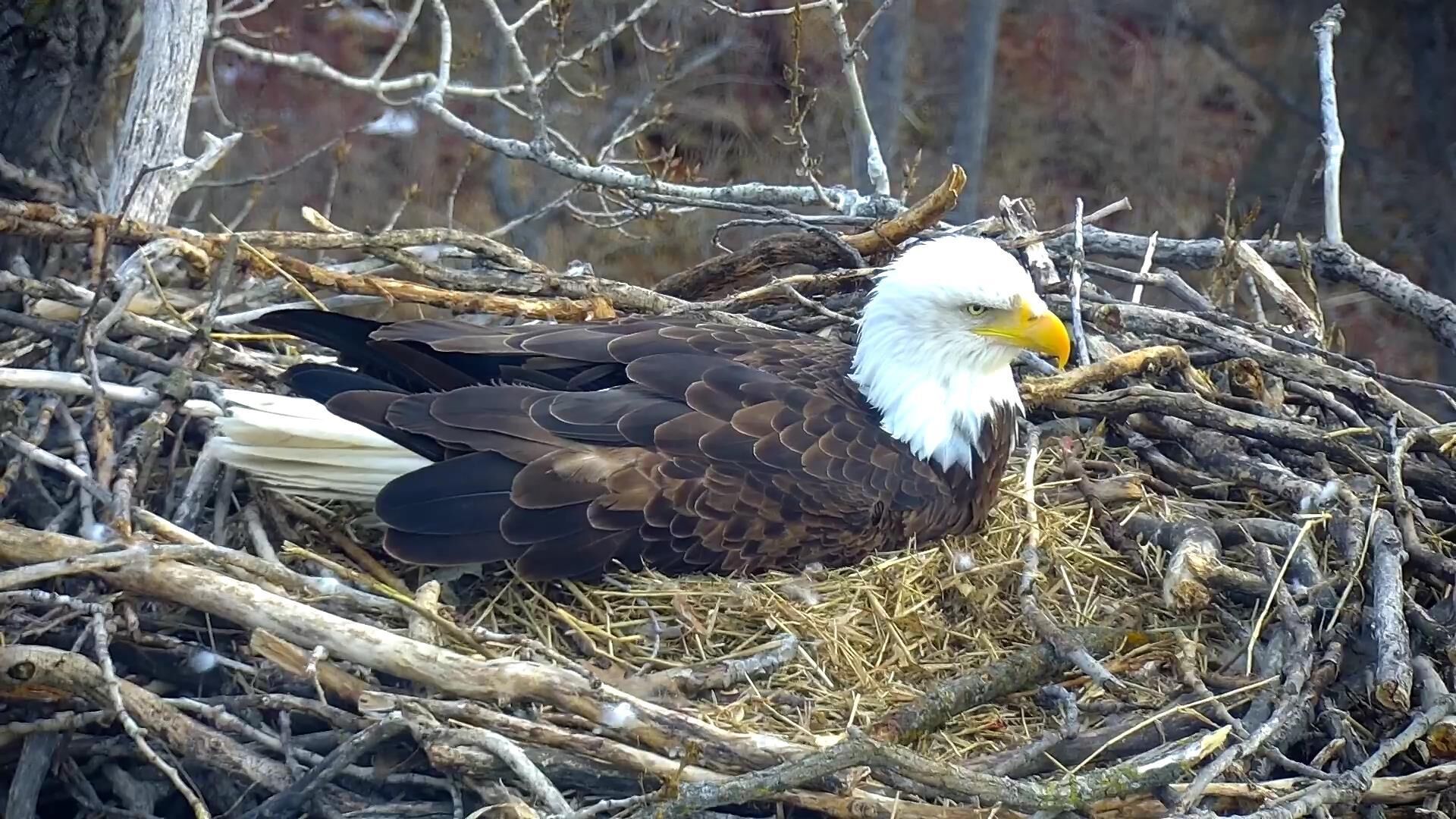 DNR Says EagleCam Will Return After Nest Falls | State | Southernminn.com