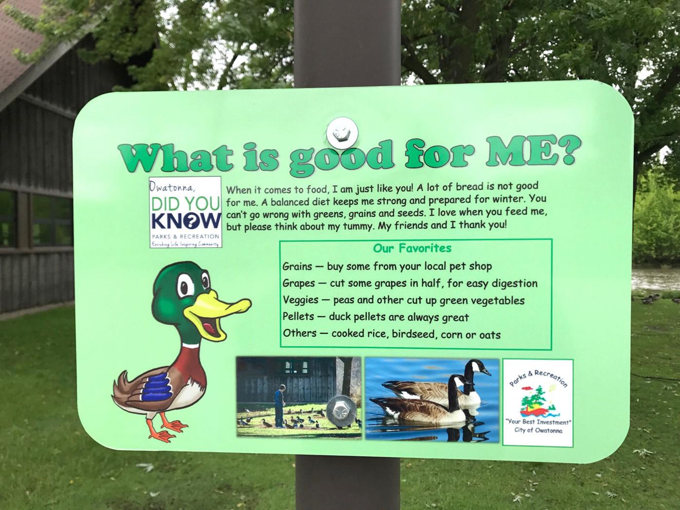 Feed The Birds Just Don T Feed Ducks Bread News Southernminn Com,Chameleon Pet Cute