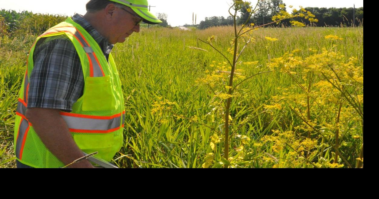 Invasive weed causes blisters, swelling and discoloration News