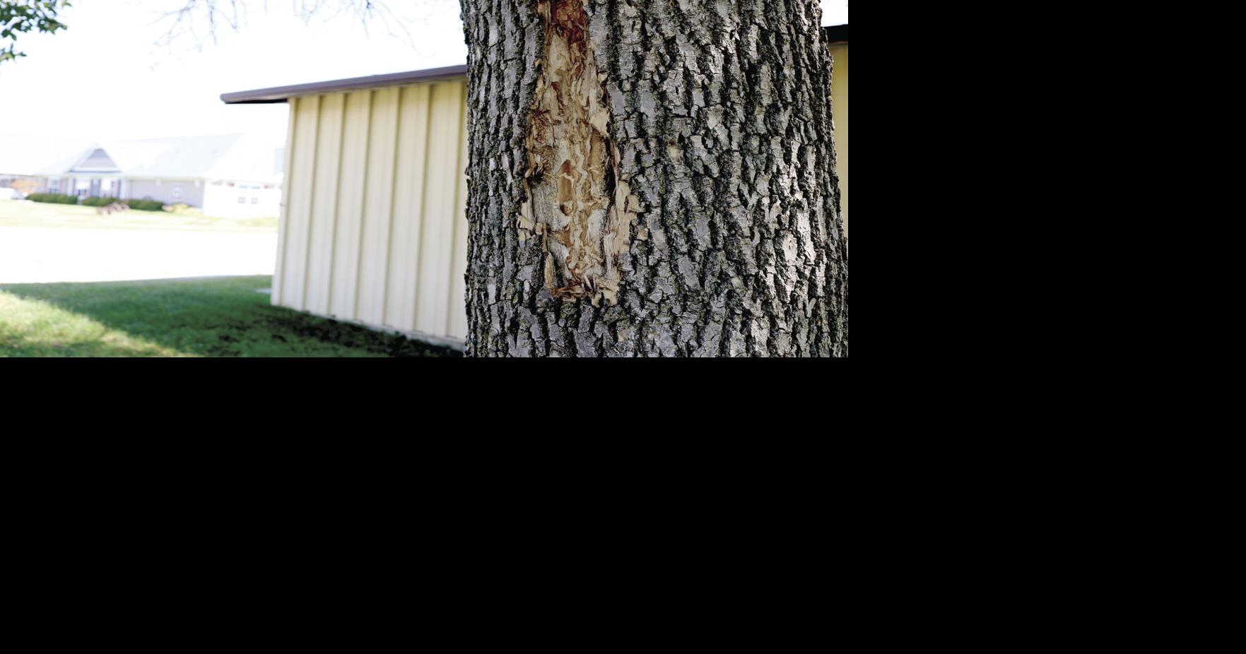 Cities agree on removing, replacing ash trees as EAB continues to