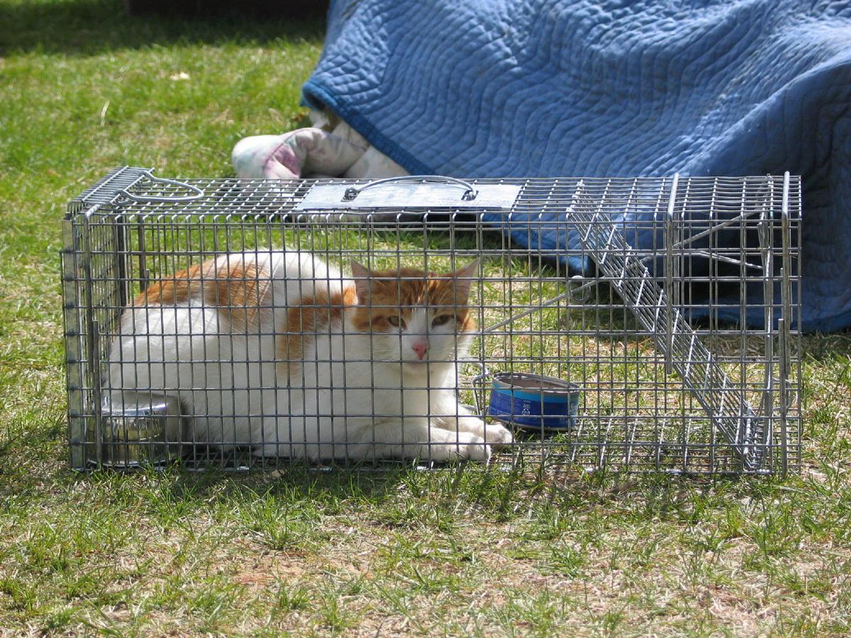 Humane Society Hopes To Utilize Mn Snap To Combat Faribault S