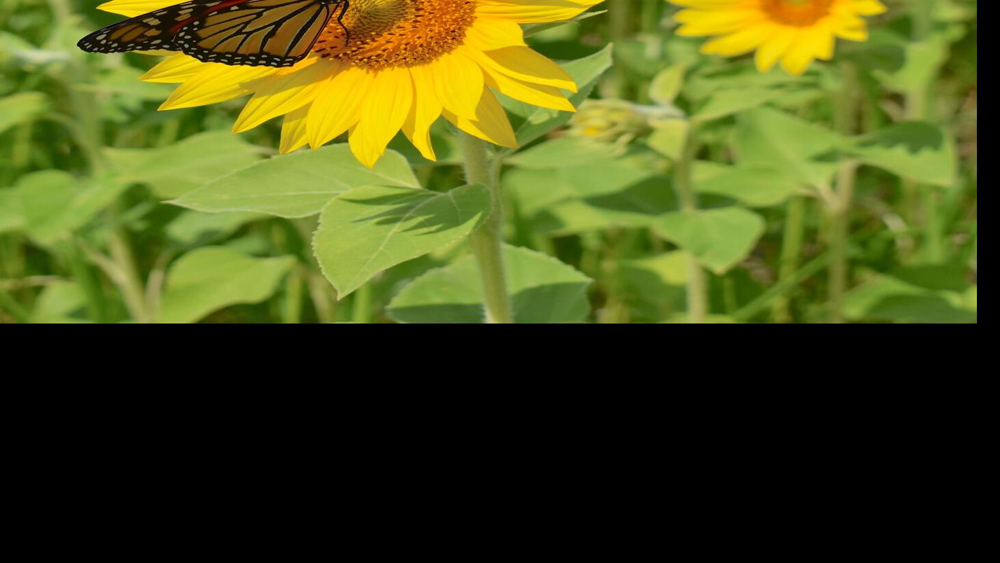 Monarch population, host plants hurting from climate change. Expert shares how to help