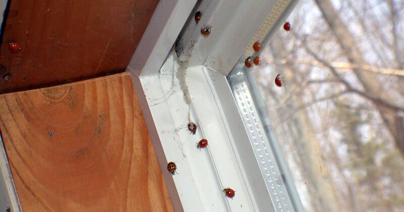 As temperatures fall, home-invading insects come knocking | State ...