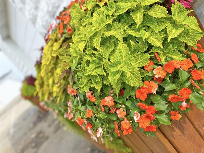 Flowers at flower building
