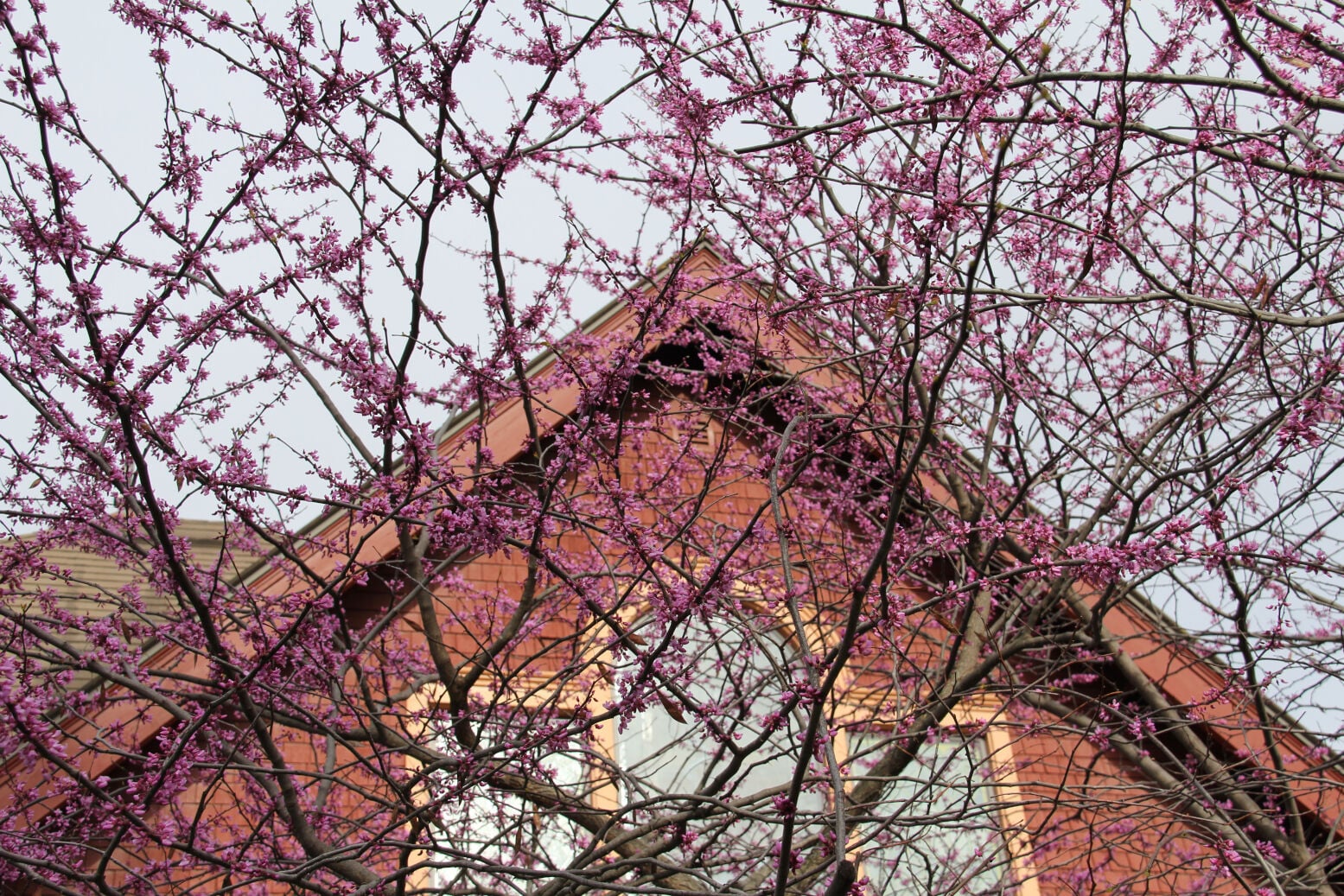 MN PRAIRIE ROOTS: The poetry, art of spring’s flowering trees ...