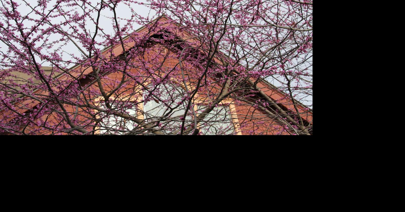 MN PRAIRIE ROOTS: The poetry, art of spring's flowering trees