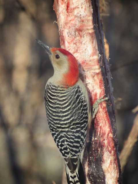 Alabama Gulf Coat Christmas Bird Count 2022 Near Nature: The Audubon Christmas Bird Count | Opinion | Southernminn.com