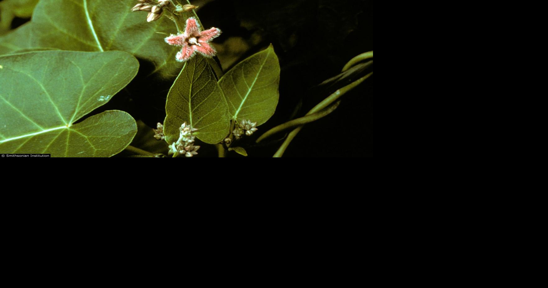 Invasive vine not reported in North America since 1958 turns up in ...
