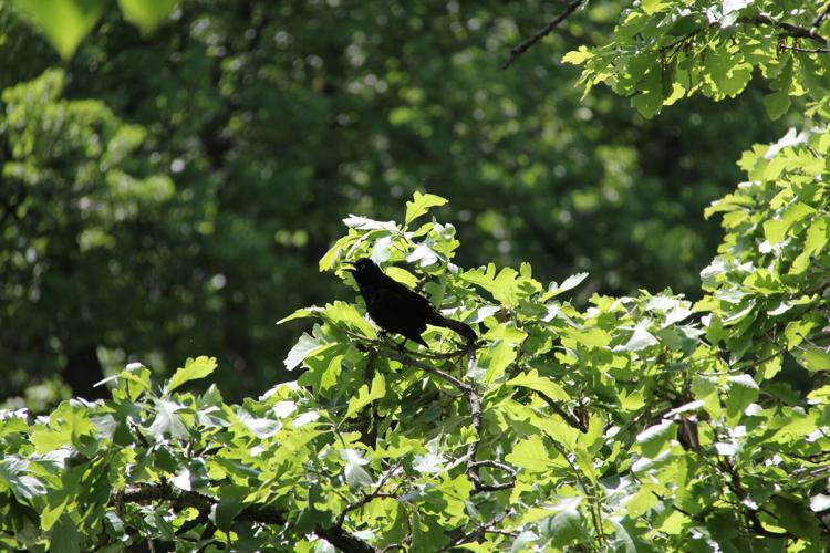 MN PRAIRIE ROOTS: An unexpected prairie place: 'Little Yellowstone of ...