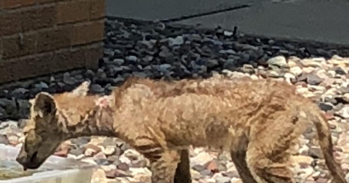 An Infested Animal Mange-infested animal sightings cause concern | News | southernminn.com