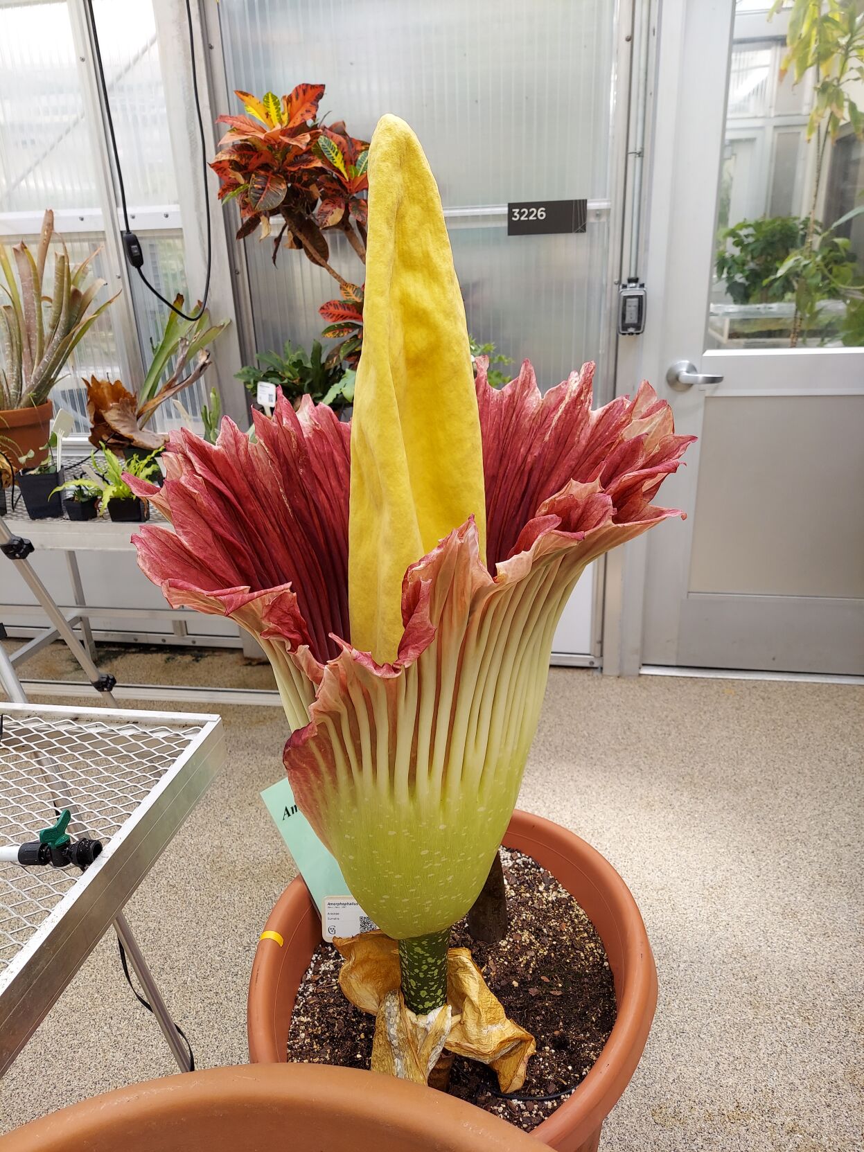 Gustavus corpse flower experiences rare, unexpected bloom News