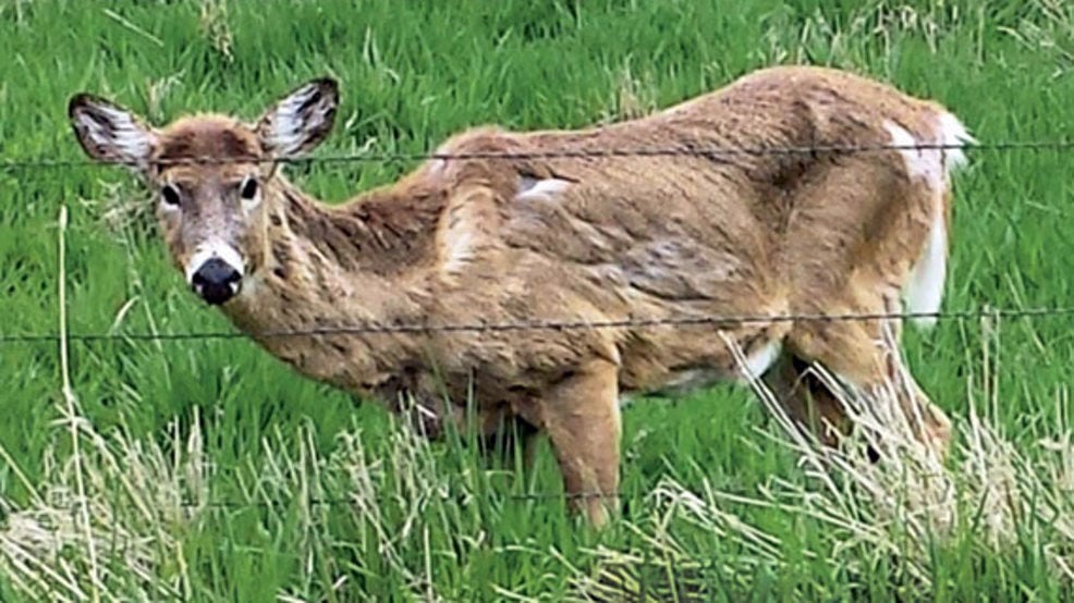 Chronic wasting disease to affect local deer hunt News