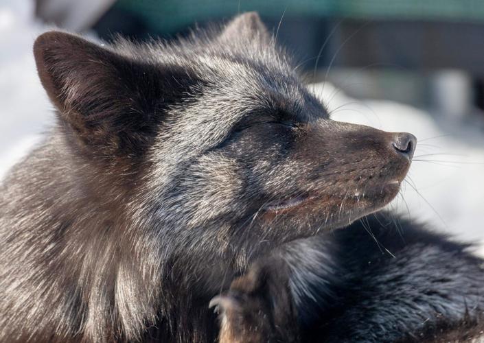 Immigrant fundraises to open fox rescue, kitten nursery | News ...
