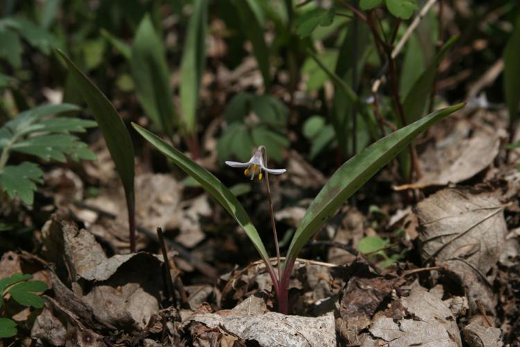 Endangered dwarf trout lily to spring up in area soon News