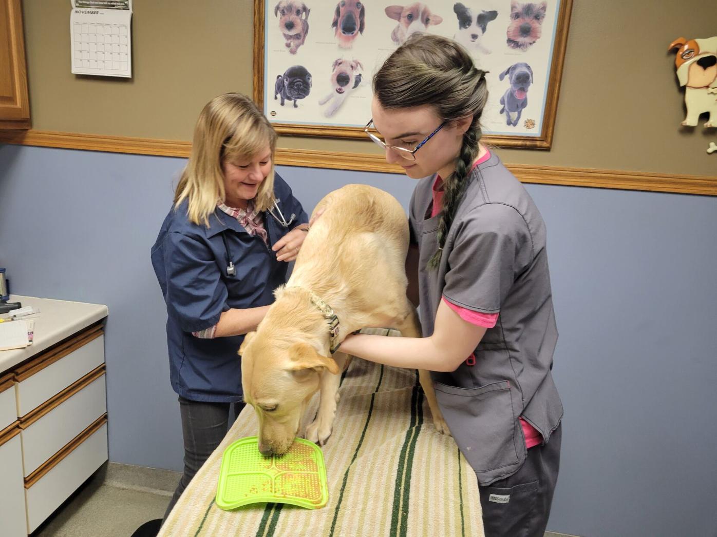 Local veterinary clinics experience high demand, labor shortage  post-pandemic | News | southernminn.com