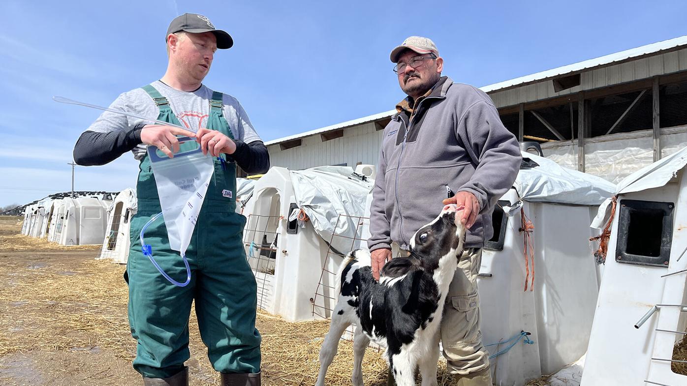 Latino emerging farmers eye dairy enterprises