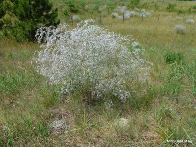 March Weed Of The Month Baby S Breath News Southernminn Com