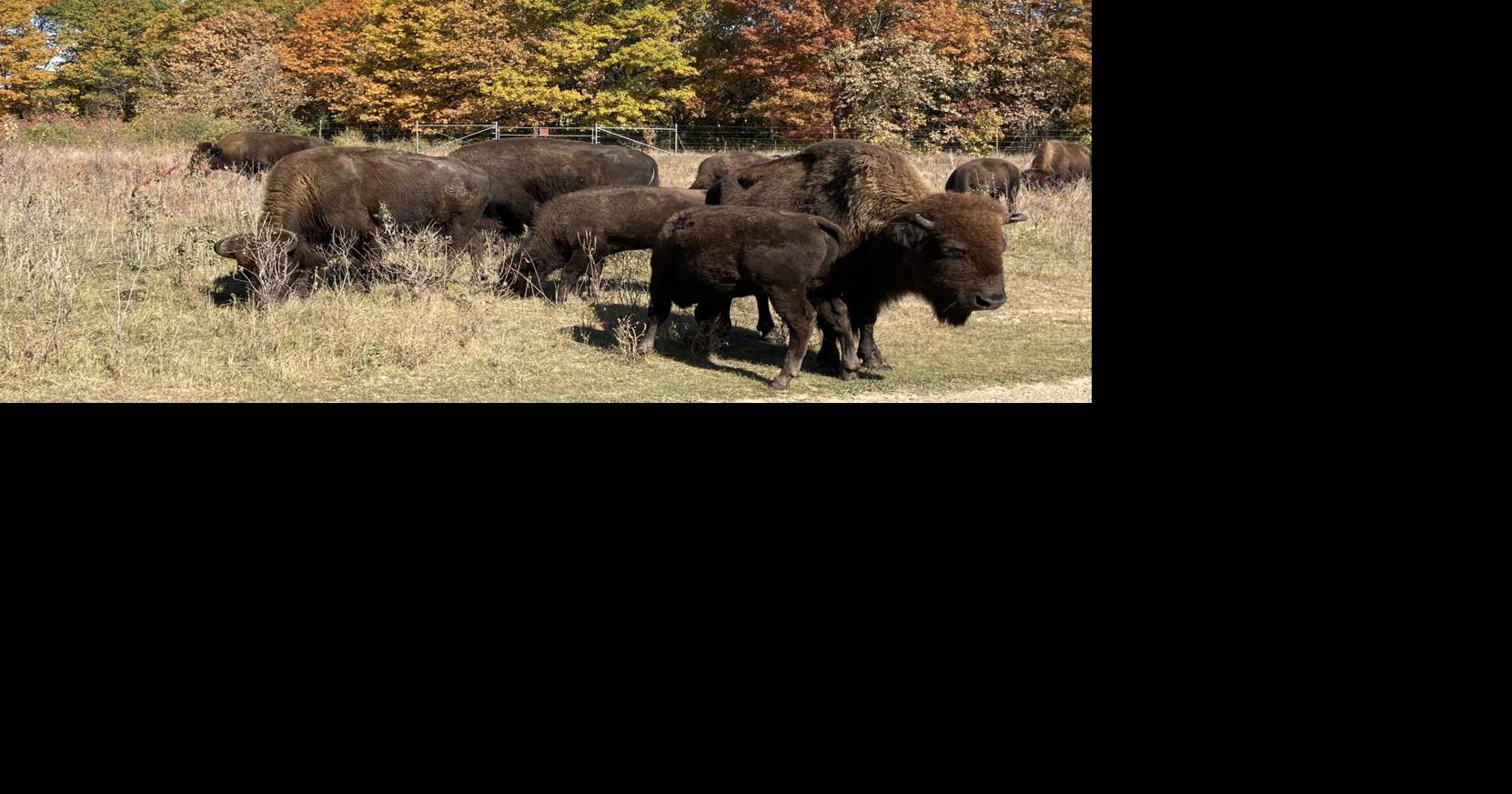 SCENE - Bison thrive along Minnesota River | Southern Minn Scene ...