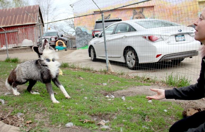 Immigrant fundraises to open fox rescue, kitten nursery | News ...