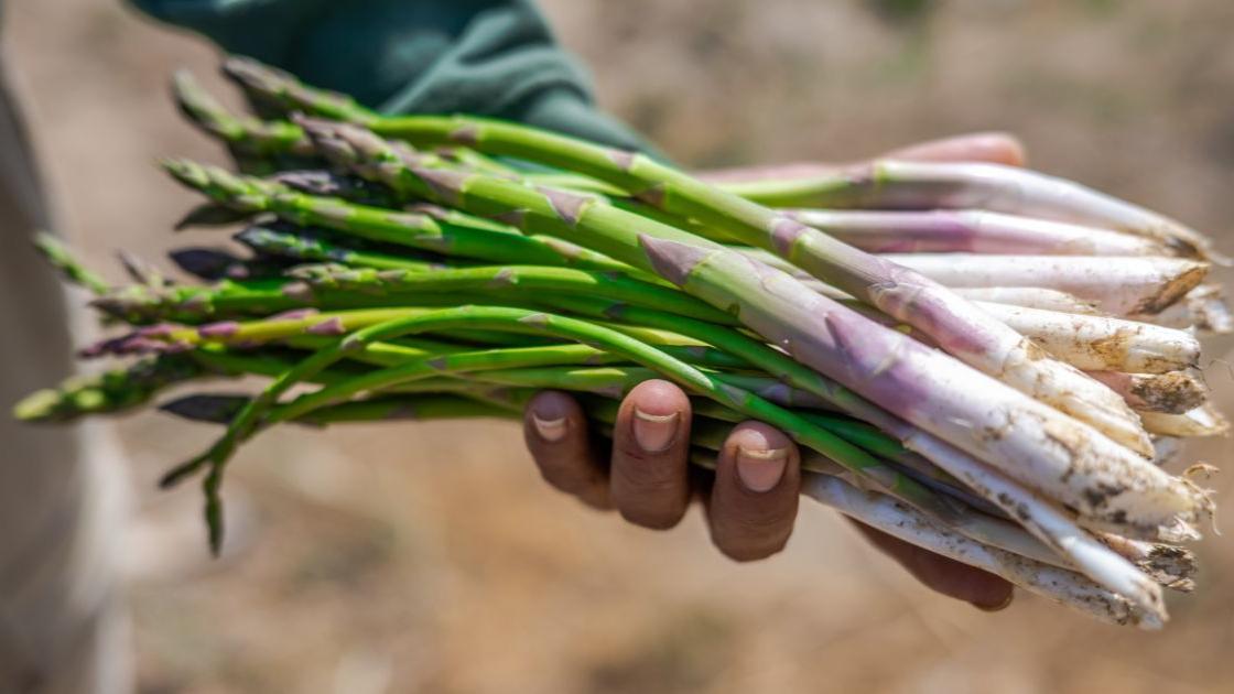 Getting started with growing asparagus