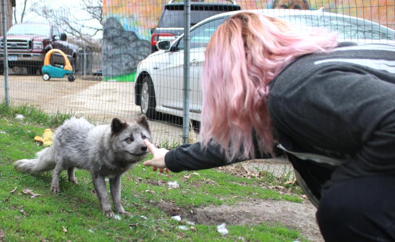 Immigrant fundraises to open fox rescue, kitten nursery | News ...