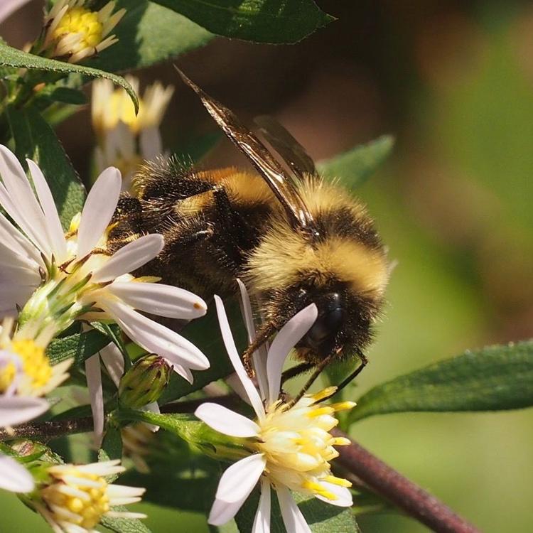 The rusty patched bumble bee makes rare appearance in Northfield | News