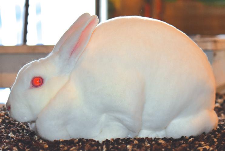 Rabbits rise in popularity at SCFF | News | southernminn.com
