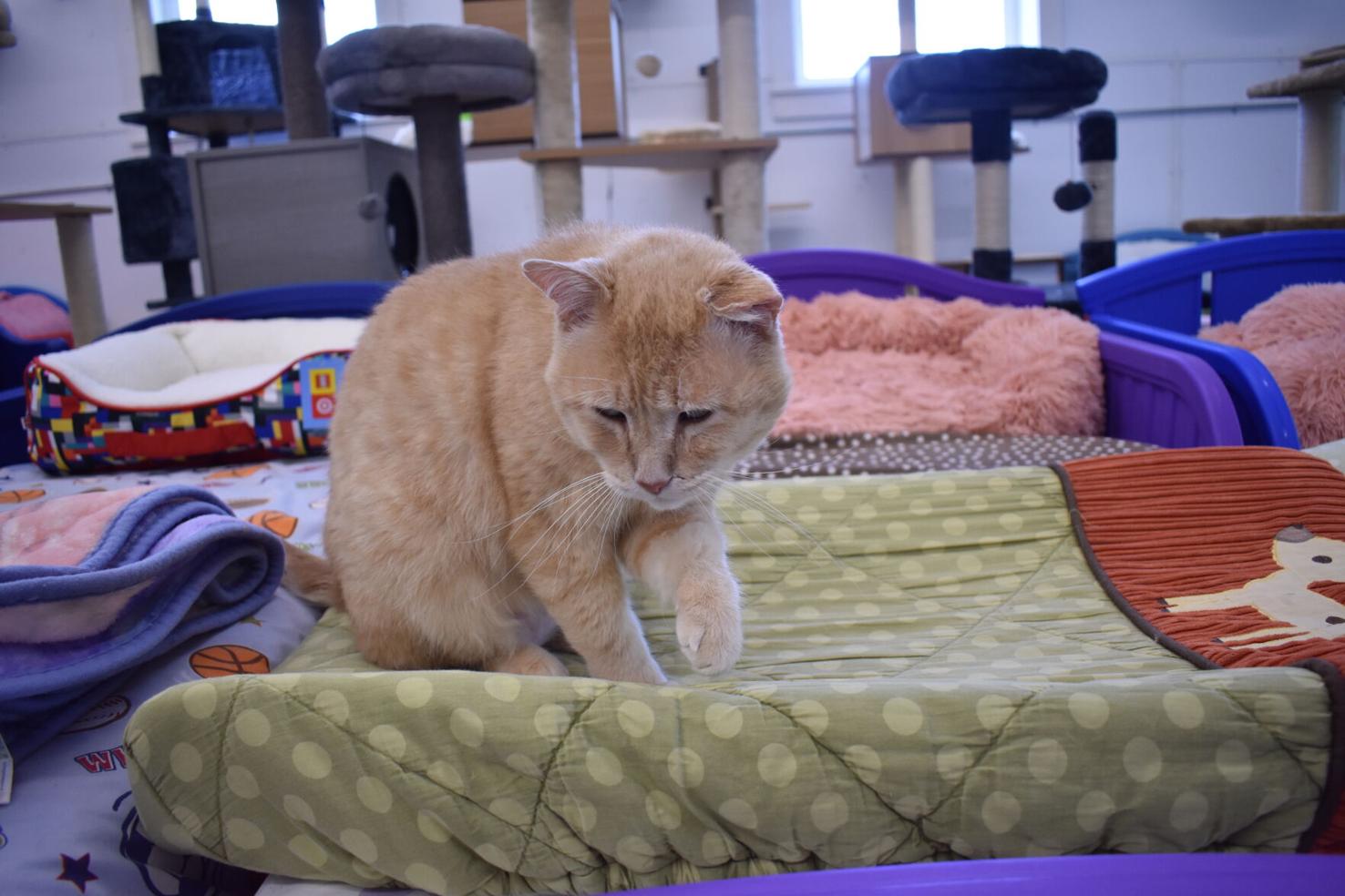 Furball Farm residents move into new home News