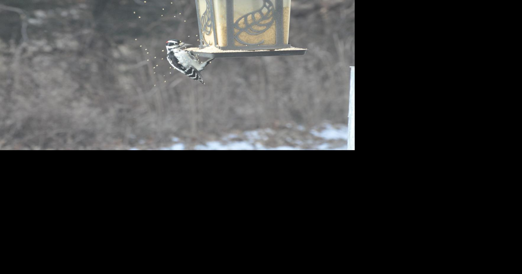 Bird feeders and the highly pathogenic avian influenza Community