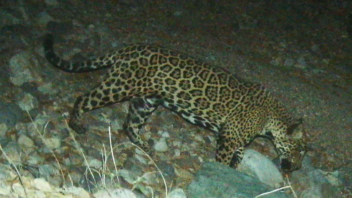 'El Jefe' the jaguar, famed in US, photographed in Mexico