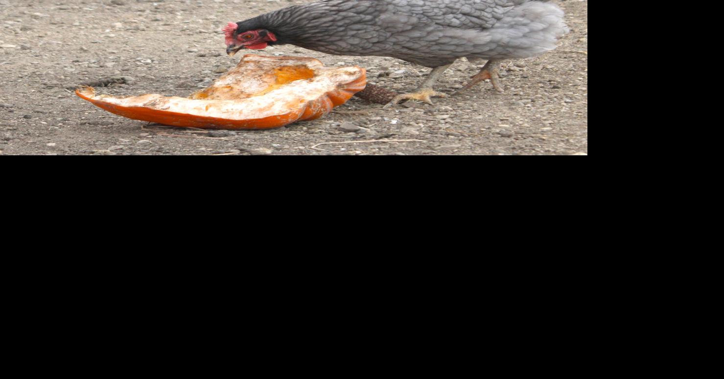 Rotting jacko'lanterns highlight importance of proper disposal News