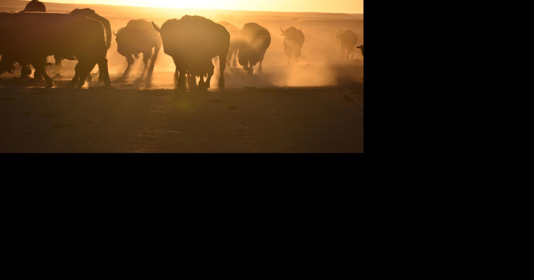 US to focus bison restoration on expanding tribal herds | State ...