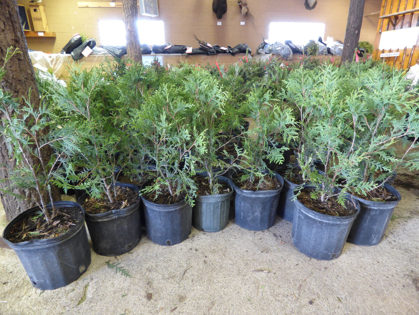 Swcd Tree Sale Rice SWCD 2023 Tree Sale Open | Community | southernminn.com