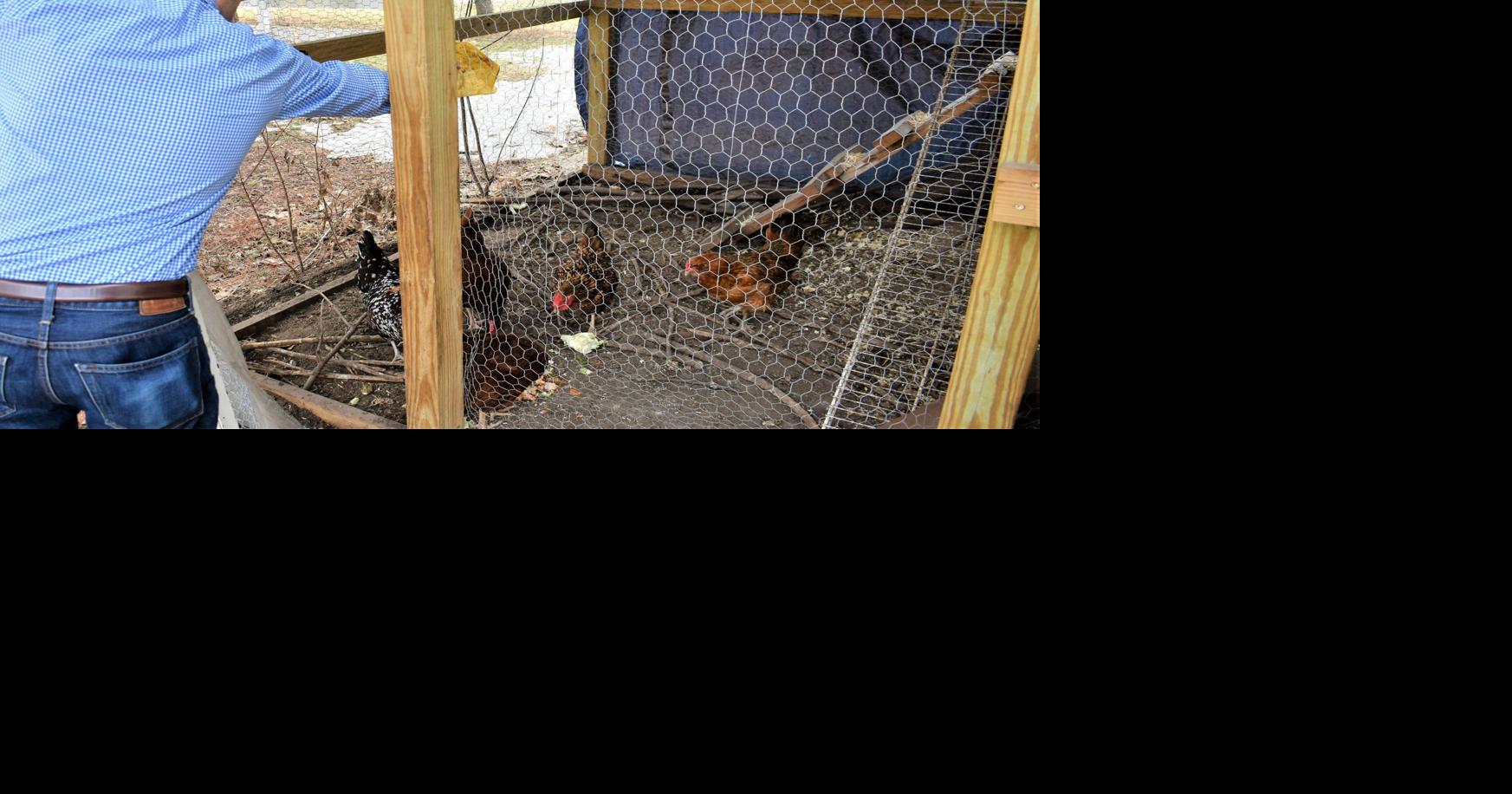 New Richland to consider allowing chickens in city limits News