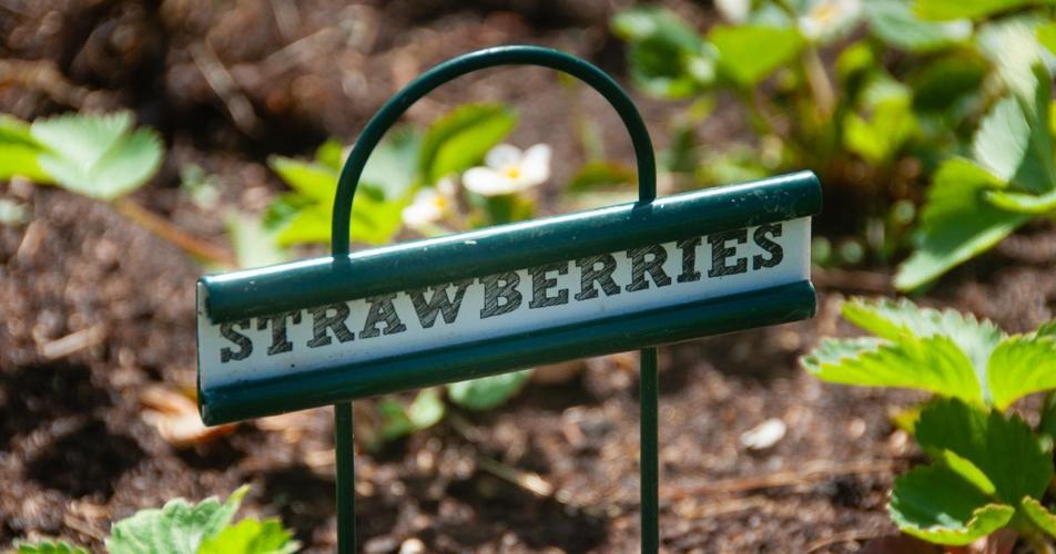 strawberries blog feature - 1