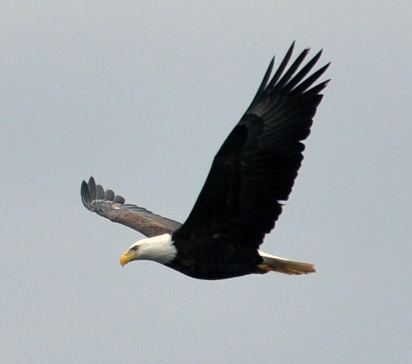 More eagles than ever soar, gather along Minnesota River News