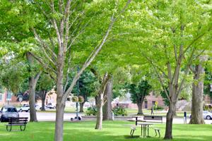 Free trees and tree planting events coming to Owatonna
