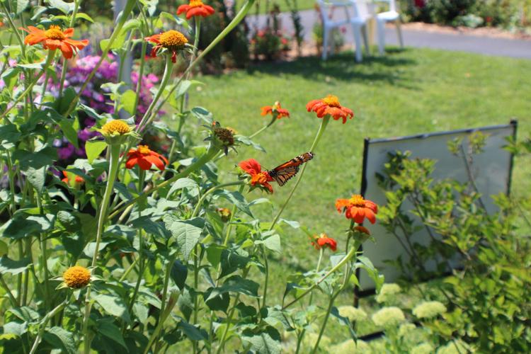 Birdwatchers flock to Henderson's Hummingbird Hurrah News