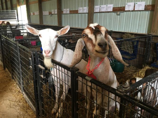 Goats at the Le Sueur County Fair